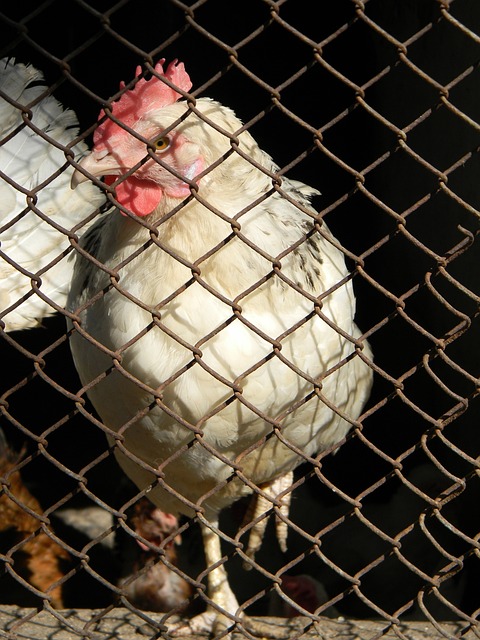 Serho